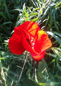 Coquelicot rouge dans la lumi&egrave;re naturelle